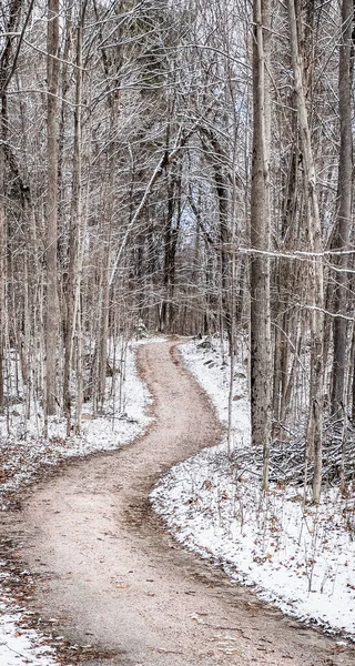 Brudna Droga Wśród Gołych Drzew Pokryta Śniegiem Ziemia Lesie — Zdjęcie stockowe