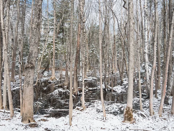 Vista Pântano Meio Neve Coberto Árvores Nuas Altas Floresta Durante — Fotografia de Stock