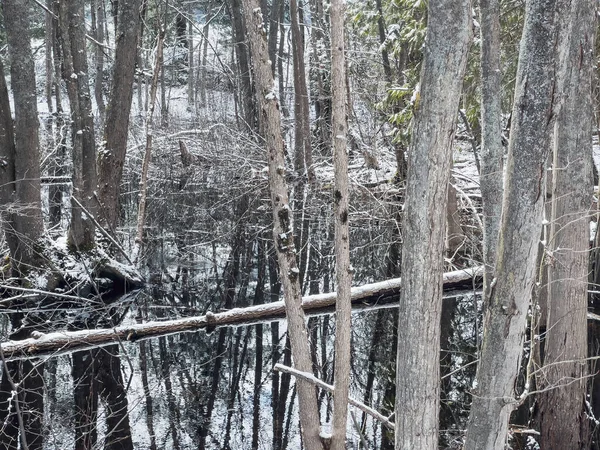 Magas Szög Kilátás Esett Mocsárban Csupasz Fák Között Erdőben — Stock Fotó