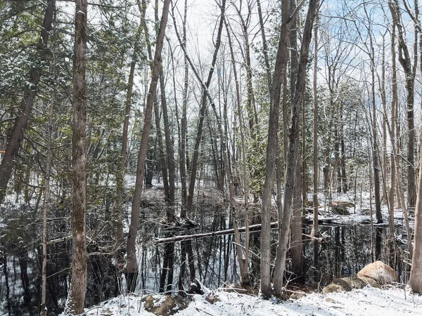 冬の森の中の裸の木々の中の湖の景色と静かな景色 — ストック写真