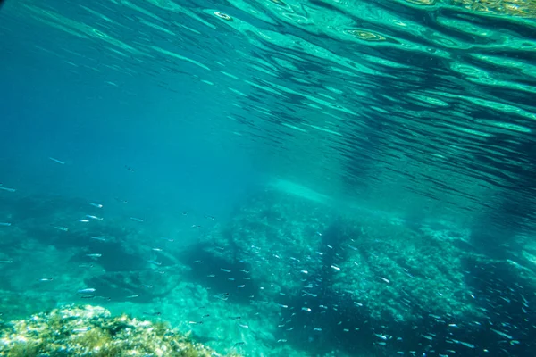 Schwarm Kleiner Fische Schwimmt Unter Wasser Tiefblauen Ozean — Stockfoto