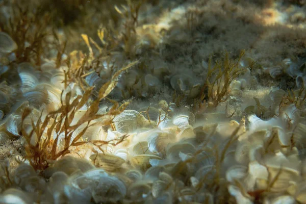 海の底の海底に茶色の水生植物や白い貝殻のクローズアップ — ストック写真