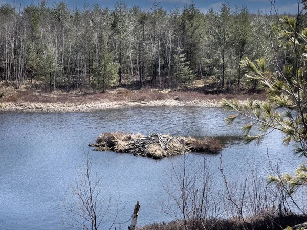 Vue Angle Élevé Des Bois Sur Lac Contre Les Arbres Image En Vente