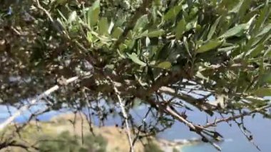 Detail view of green foliage on the tree with sea coast on background