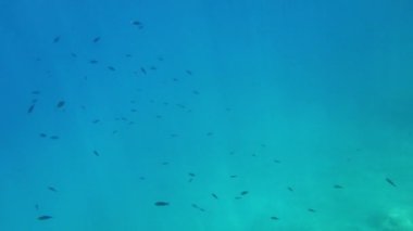 Akdeniz 'in sualtı videoları