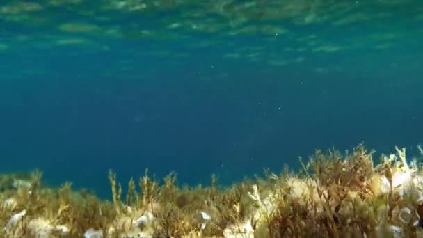 关于地中海的水下录像 — 图库视频影像