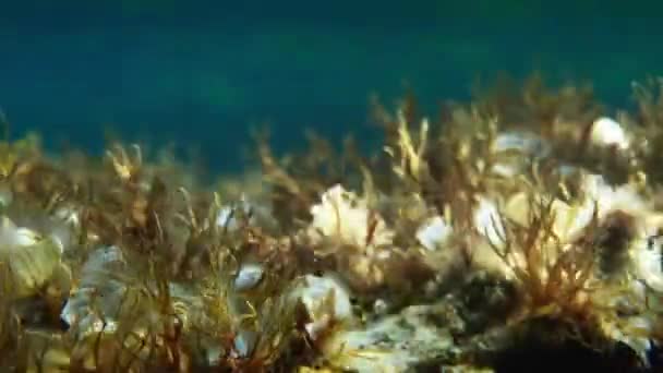 关于地中海的水下录像 — 图库视频影像