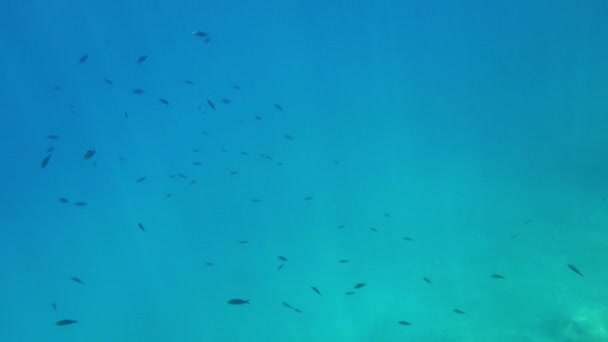 Undervattensvideor Medelhavet — Stockvideo