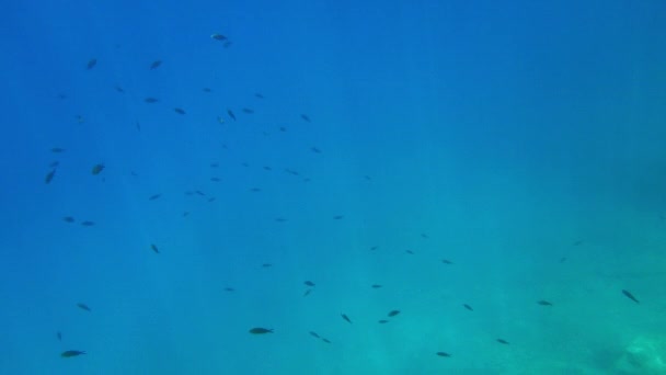 地中海中的水生生物 — 图库视频影像