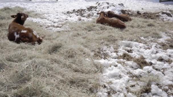 Όμορφες Αγελάδες Χειμώνα Στο Οντάριο Στο Παρασκήνιο — Αρχείο Βίντεο