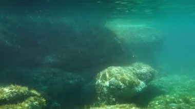 Akdeniz 'in sualtı videoları