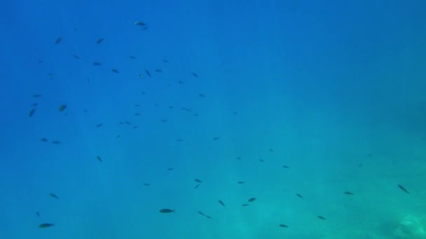 청록색 바다에서 수영하는 물고기 — 비디오