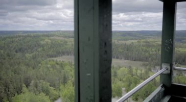 Ontario, Kanada 'da yeşil ağaçlı orman 