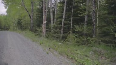 Ontario, Kanada 'da yeşil ağaçlı orman 