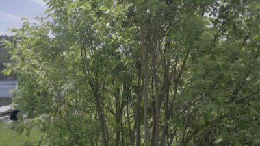 Kanada, Ontario 'da balıkçı teknesi ve göl kenarında küçük bir çocuk. 