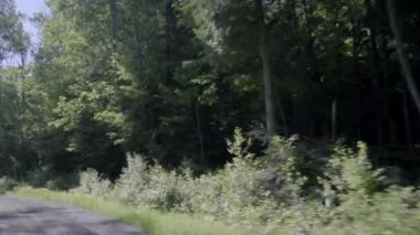 Araba Ontario, Kanada 'da yeşil ağaçlarla orman boyunca ilerliyor. 