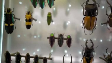 Büyük böcek koleksiyonu. Camın üzerindeki birçok farklı renkli böceğin yakın görüntüsü