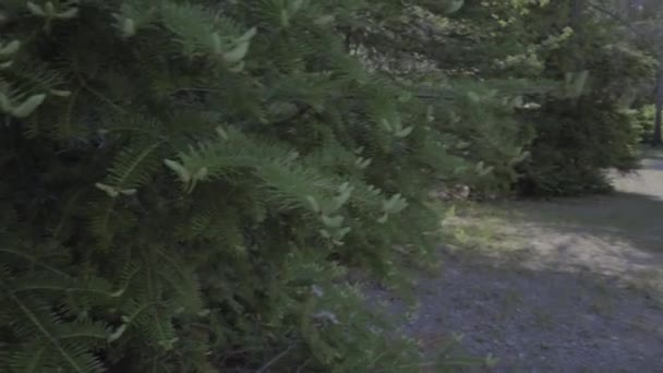 カナダのオンタリオ州にある夏の家と湖のある森 — ストック動画