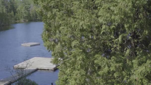 Літо Озером — стокове відео