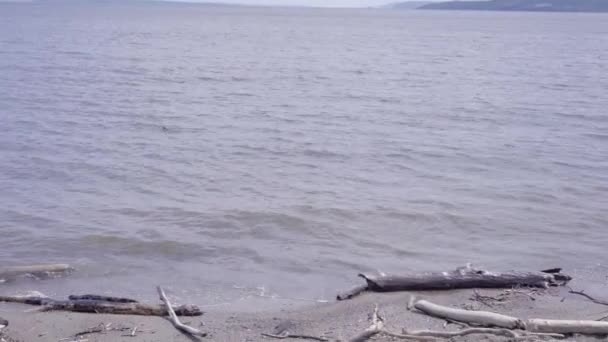 Літо Озером — стокове відео