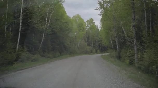 Wald Mit Grünen Bäumen Ontario Kanada — Stockvideo