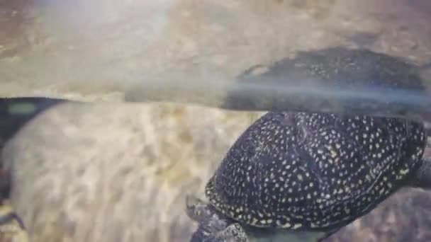 Tartaruga Nadando Tanque Água — Vídeo de Stock