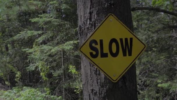 캐나다 계단식으로 표시가 나무들이 — 비디오