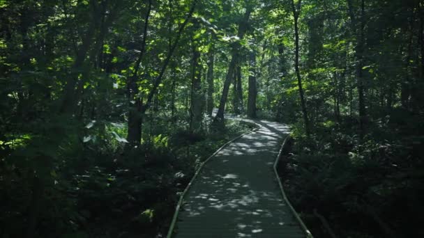 Τροπικά Δάση Του Καναδά — Αρχείο Βίντεο