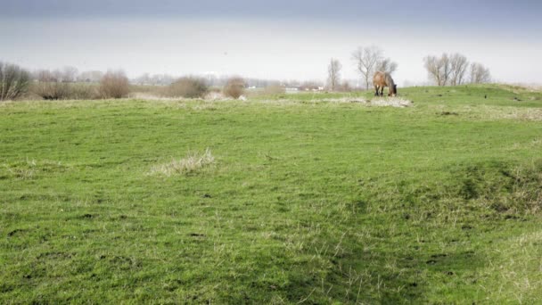 Horse Grazing Green Summer Field — Stok video