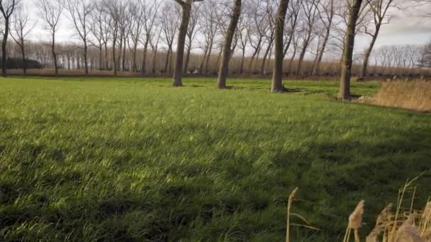 Flandern Belgien Landsbygd Natur Bakgrund — Stockvideo