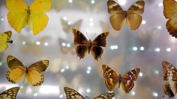 Velká Sbírka Motýlů Detailní Pohled Mnoho Různých Barevných Motýlů Skle — Stock video
