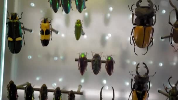 Stor Insektssamling Närbild Många Olika Färgglada Buggar Glaset — Stockvideo