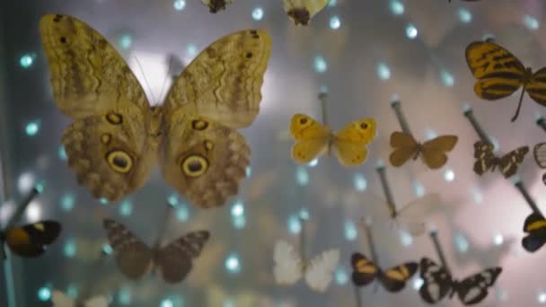 Large Butterfly Collection Closeup View Many Different Colorful Butterflies Glass — Vídeo de Stock