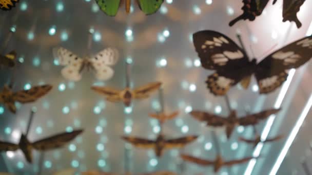 大規模な蝶コレクション ガラス上の多くの異なるカラフルな蝶のクローズアップビュー — ストック動画