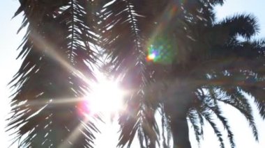 palm trees and sun shining through the branches in a blurred background.