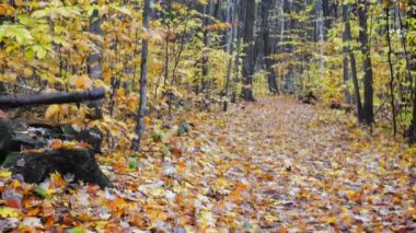 Ağaçlar ve yapraklarla dolu sonbahar ormanı