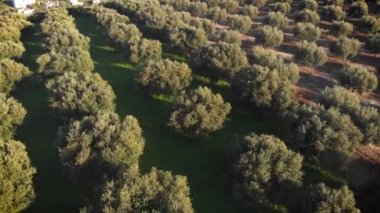 Yunanistan 'ın Girit kentindeki tarım sahası ve yerleşim kasabasının hava manzarası