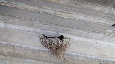 Çamur kullanarak kuş yuvasını kapat