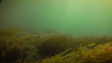 Akdeniz 'in sualtı videoları