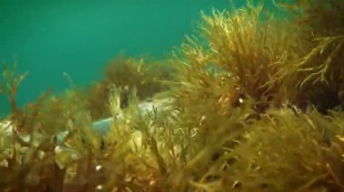 Akdeniz 'in sualtı videoları