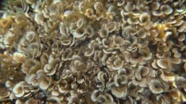 Akdeniz 'in sualtı videoları