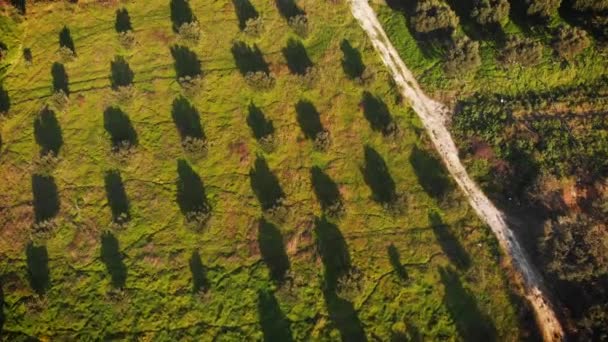 Letecký Pohled Zemědělské Pole Obytné Město Kréta Řecko — Stock video