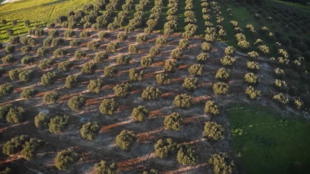 Luftaufnahme Eines Landwirtschaftlichen Feldes Und Einer Wohnstadt Kreta Griechenland — Stockvideo