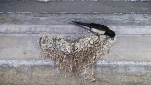 泥で巣を作る鳥の巣を閉じる — ストック動画