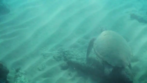 High Angle View Sea Turtle Swimming Undersea — Stock Video