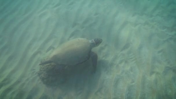 High Angle View Sea Turtle Swimming Undersea — Stock Video