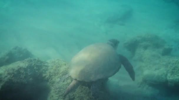 Vysoký Úhel Pohledu Mořskou Želvu Plavající Pod Mořem — Stock video