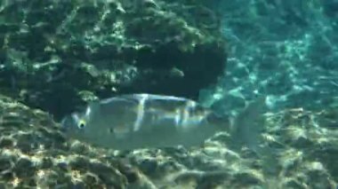 Salema gözenekli balıklar su altında kayaların üzerinde yüzerler.