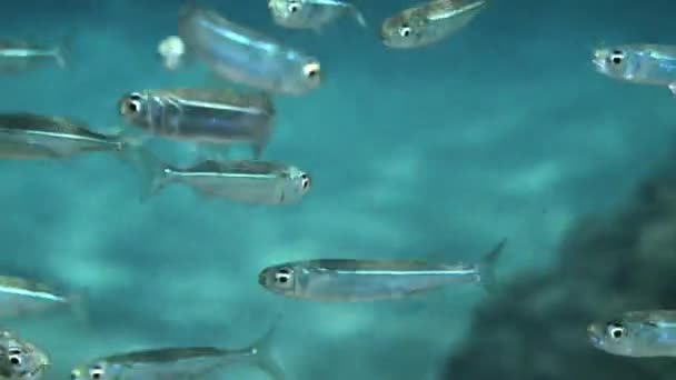 Mavi Renkli Denizde Kayalık Resiflerin Üzerinde Yüzen Balıklar — Stok video