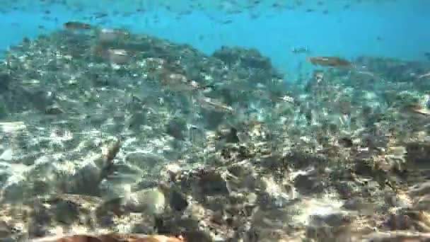 在蓝色大海中 鱼儿在礁石之上游动 — 图库视频影像